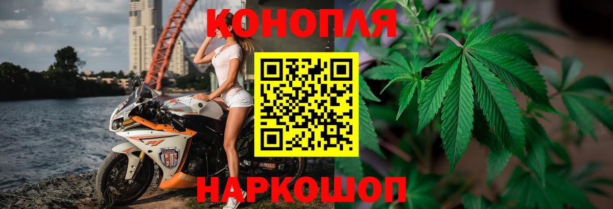 Конопля сатива Чайковский